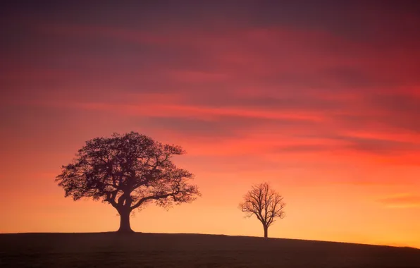 Picture trees, England, silhouette, glow, Derbyshire