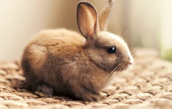 Close-up, fluffy, rabbit, muzzle, ears, bokeh