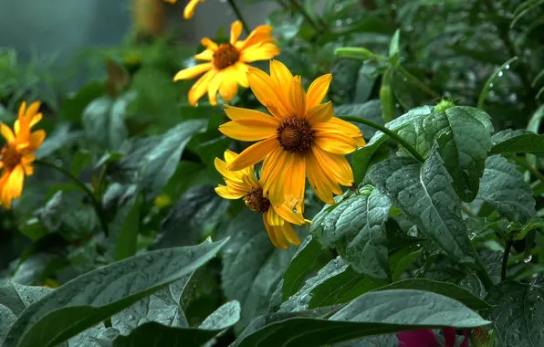 Summer, rain, yellow flowers