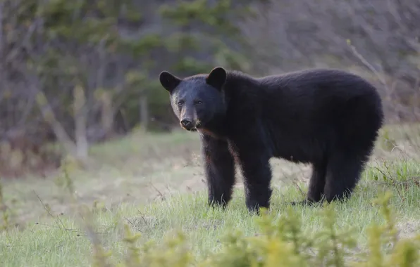 Grass, face, background, glade, black, bear, baribal