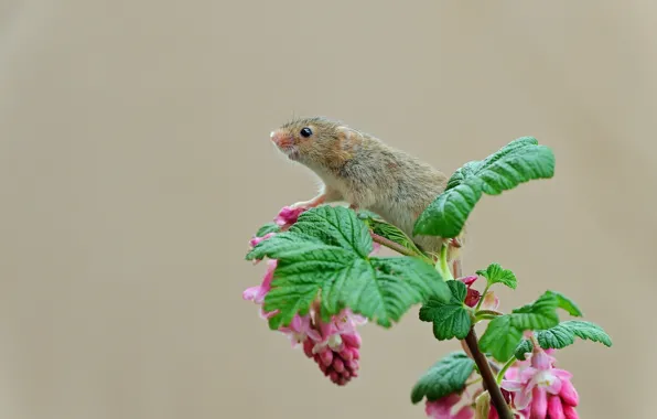 Flower, nature, mouse, the mouse is tiny