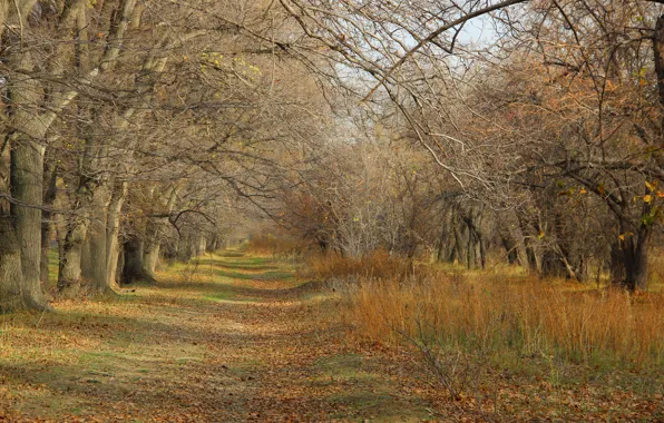 Leaves, trees, branches, Autumn, path, naked autumn