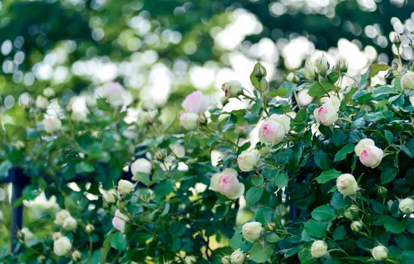 Picture flowers, rose Bush, a lot, light, garden, support, roses, white