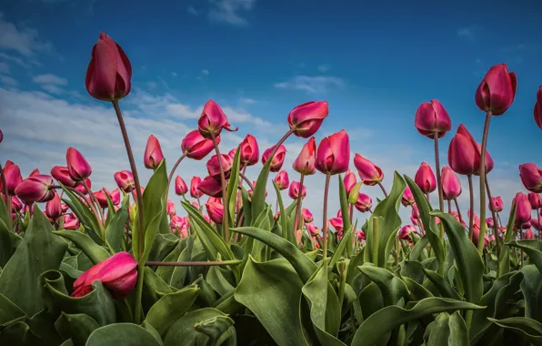 Flowers, spring, tulips