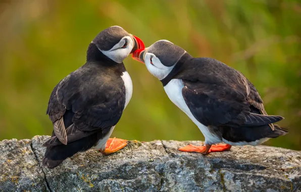 Stones, bird, two, pair, stalled, a couple, green background, bokeh