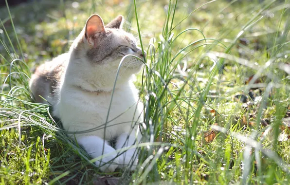 Grass, cat, Koshak, Tomcat