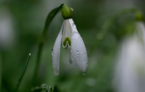 White, flower, drops, Rosa, spring, snowdrop