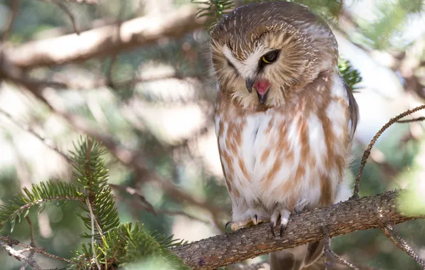 Owl, bird, branch, North American boreal owl, Tengmalm's owl