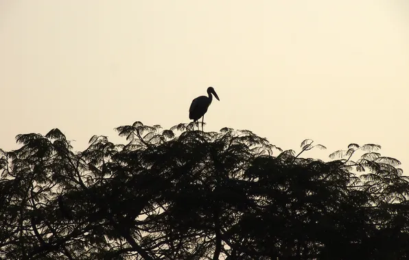 Picture Stork, Ayutthaya, Ayutthaya, Stork