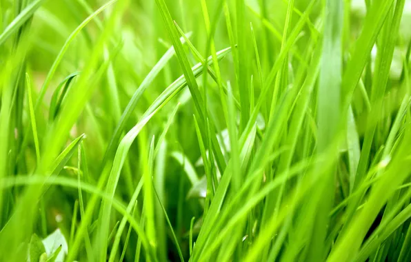 Picture greens, grass, heat, plant, green, season, juicy, herbaceous