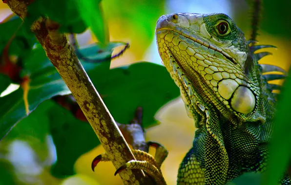 Picture leaves, branch, lizard, iguana