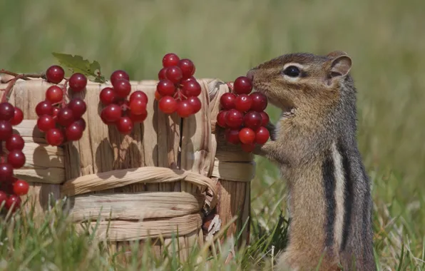Picture berries, basket, Chipmunk