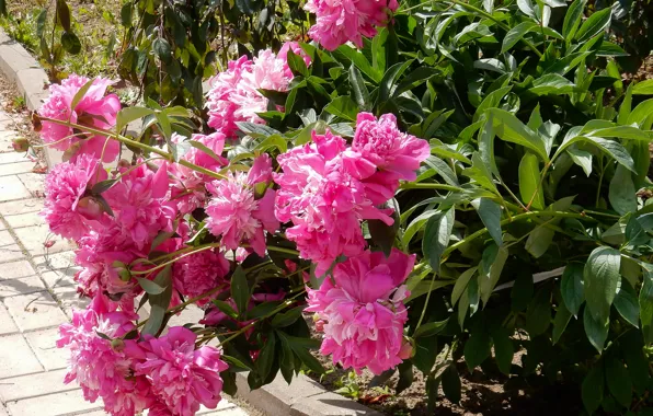 Flower, grass, flowers, widescreen, Wallpaper, Bush, wallpaper, widescreen