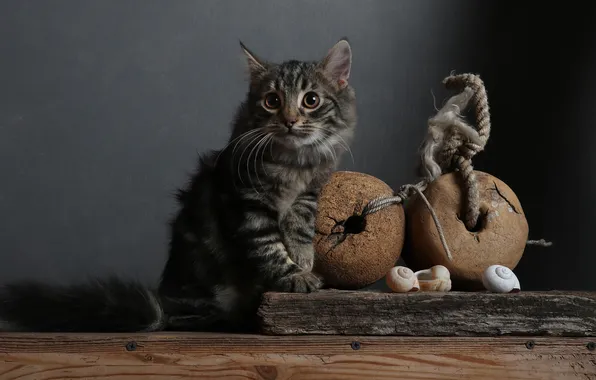 Cat, look, pose, the dark background, kitty, grey, balls, Board