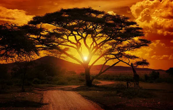 Picture landscape, sunset, tree, africa, giraffe