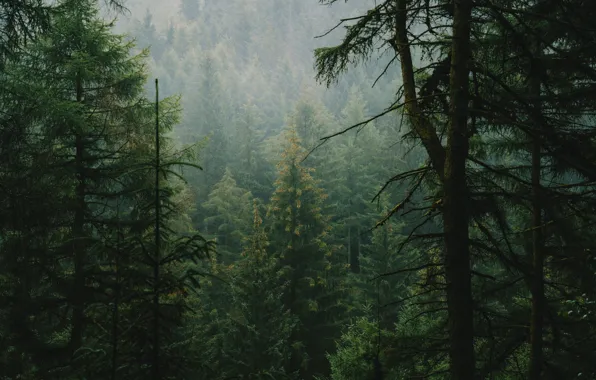 Picture ate, trees, forest