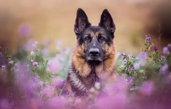 Picture look, face, flowers, portrait, dog, meadow, bokeh, German shepherd