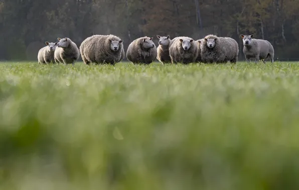 Nature, sheep, the herd