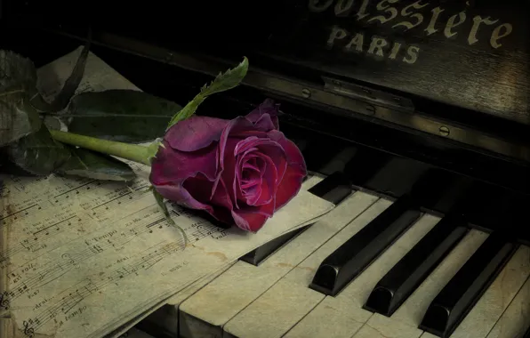 Flower, notes, rose, piano, vintage