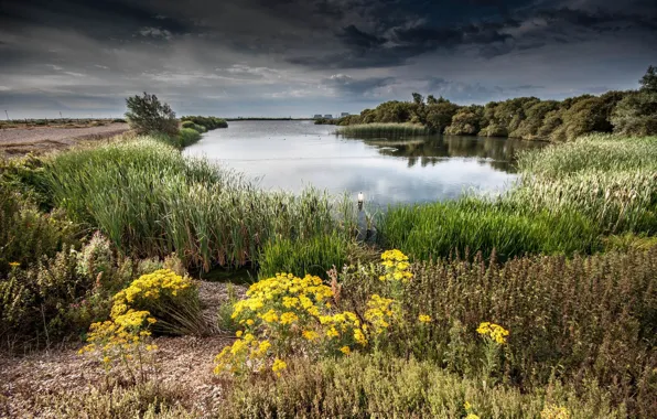 Landscape, flowers, clouds, nature, river, beauty, meadow