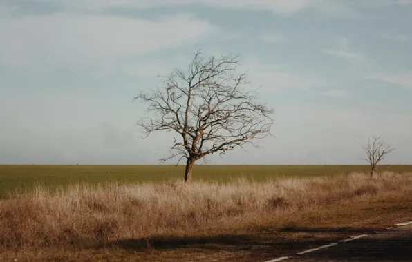 Road, field, nature, loneliness, tree, Crimea