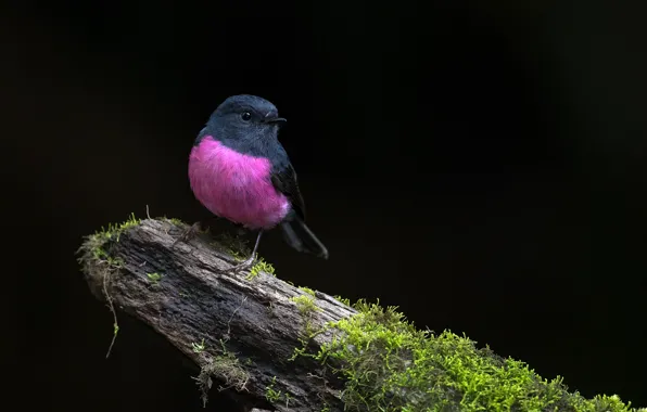 Nature, tree, bird, Pink Robin
