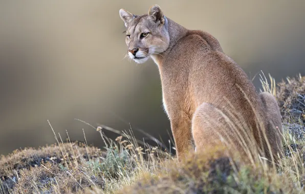 Grass, background, wild cat, Puma, Mountain lion