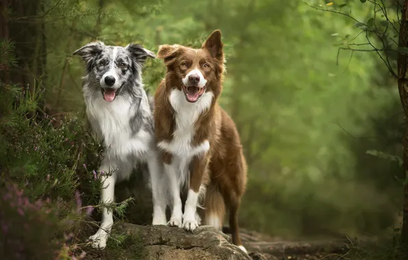 Picture nature, each, dog