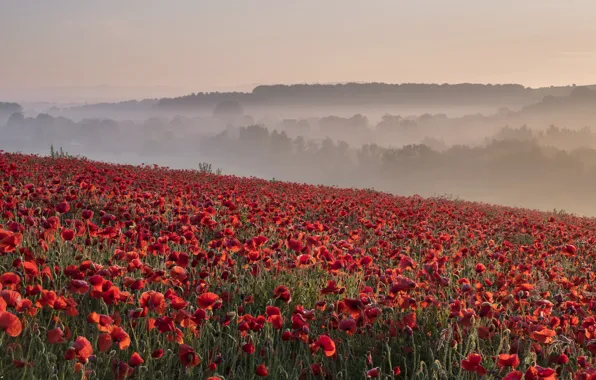 Picture field, summer, nature, fog, Maki, morning