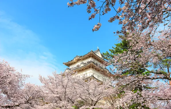 Picture castle, spring, Japan, Sakura, pagoda, Osaka