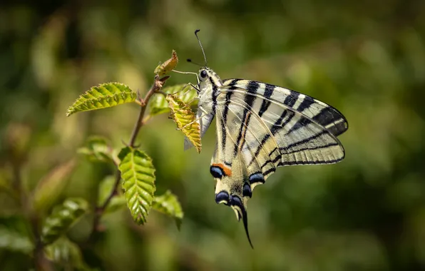 Picture butterfly, wings, insect