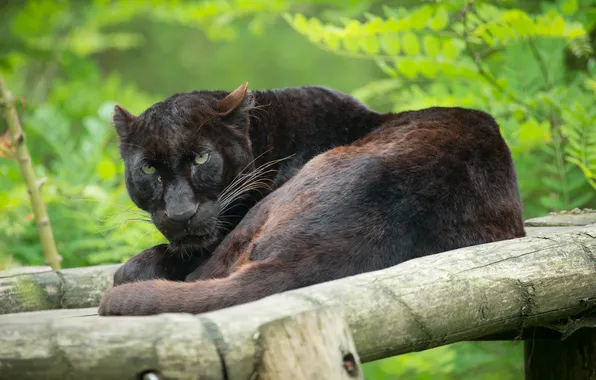 Picture cat, look, stay, Panther, log, black leopard