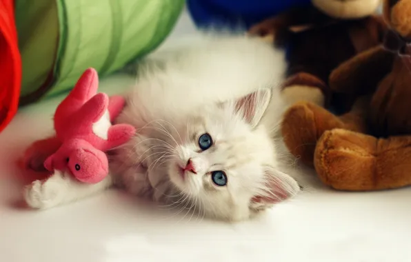 Picture kitty, background, toy, fluffy