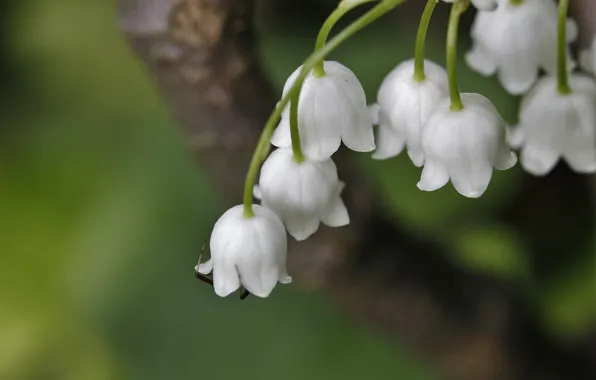 Macro, spring, Lily of the valley