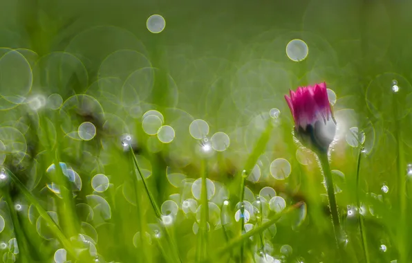Picture grass, macro, Rosa, Daisy