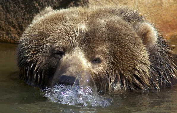 Picture water, bubbles, bear
