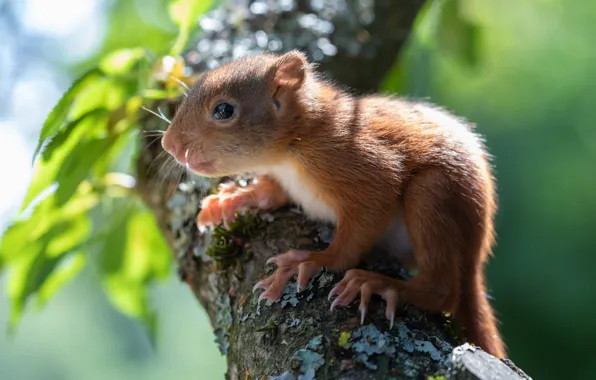 Tree, branch, protein, squirrel
