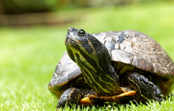 Grass, look, glade, turtle, portrait, water, bokeh, water turtle