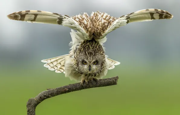 Picture birds, tree, short-eared owl