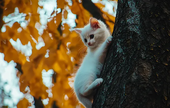 Autumn, cat, white, look, branches, pose, kitty, tree