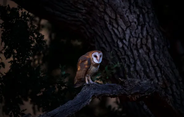 Branches, the dark background, owl, bird, the barn owl