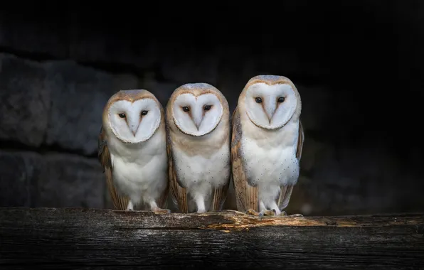 Birds, the dark background, the fence, Board, owls, trio, barn owls, three owls