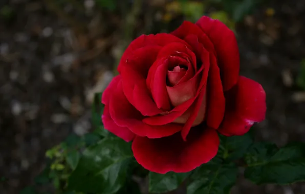 Bokeh, Bokeh, Red rose, Red rose