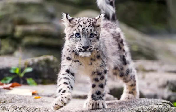 Picture snow leopard, cub, on the rocks