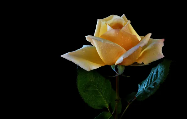 Flower, leaves, drops, rose, stem, black background, yellow