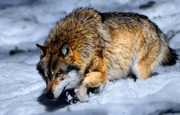 Picture snow, Wolf, concentration, hunting