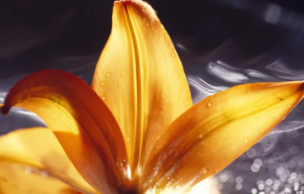 Picture flower, water, macro, Lily, petals