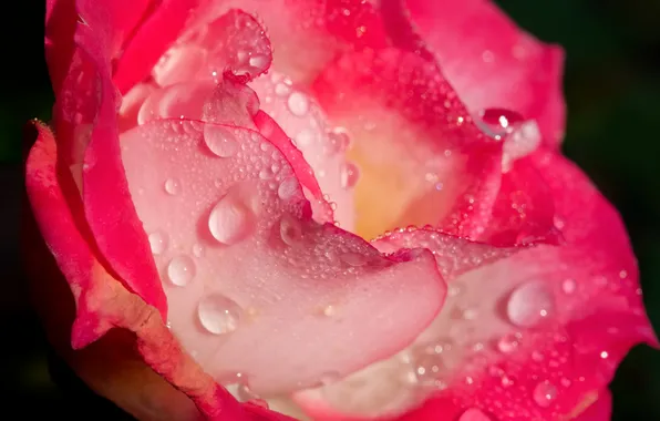 Picture flower, water, drops, Rosa, rose, petals