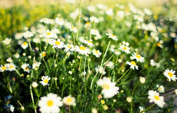 Leaves, flowers, background, widescreen, Wallpaper, chamomile, Daisy, wallpaper