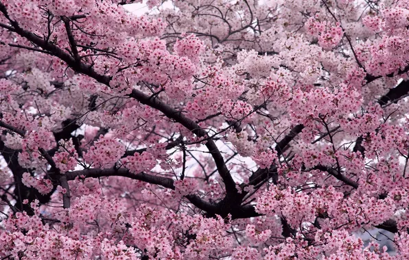 Picture flowers, tree, cherry